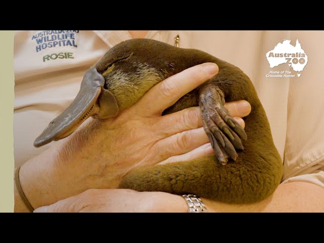 Platypus saved from fire | Wildlife Warriors Missions