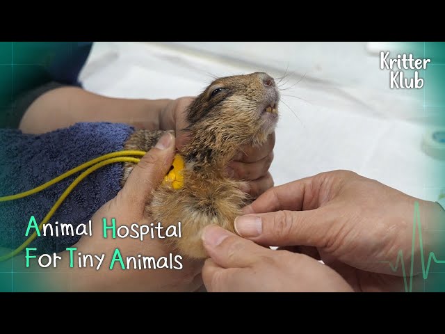 Today's Patient: Prairie Dog l Animal Hospital For Tiny Animals Ep 10