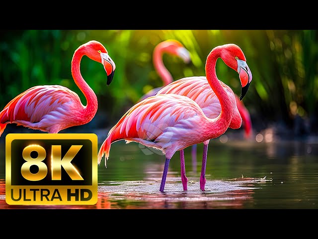 Animal Planet 8K UHD Video 60 FPS | TRUE 8K - With Nature Sounds Colorfully Dynamic