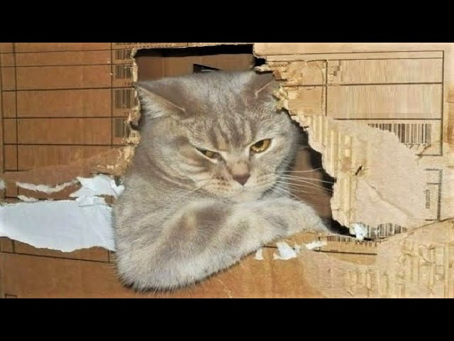 Funny Animals Videos 2023 😂 - Funniest Cats and Dogs 😸🐶 285