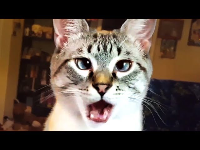 THE BEST CUTE AND FUNNY CAT VIDEOS OF 2023! 🐱