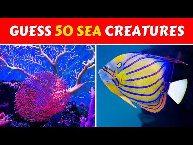Sea Animal Quiz: Can You Guess 50 Exotic Sea Creatures?