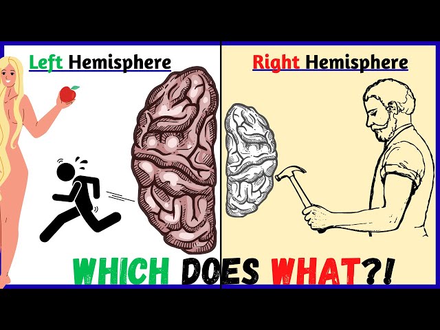 The Left and Right Brain Hemispheres - Jordan Peterson on Their Roles