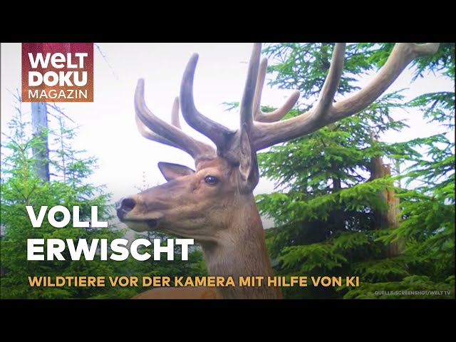 TIERISCHE SCHNAPSCHÜSSE: Wildtierkameras enthüllen Geheimnisse des Bayerischen Waldes | WELT Magazin