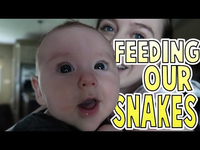 Feeding Our Snakes | Family Baby Vlogs
