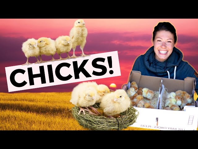 Set Yourself up for Success with Baby Chicks // Homesteading