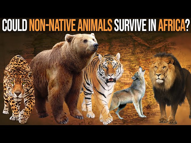 What Happens When Non-Native Animals are Introduced to Africa?
