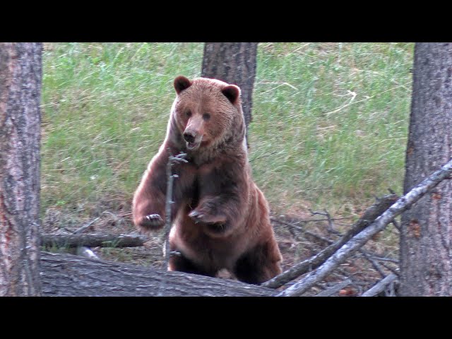 She's Got Moves! ..Big Grizzly Bear Sow's Agility on the Hunt.