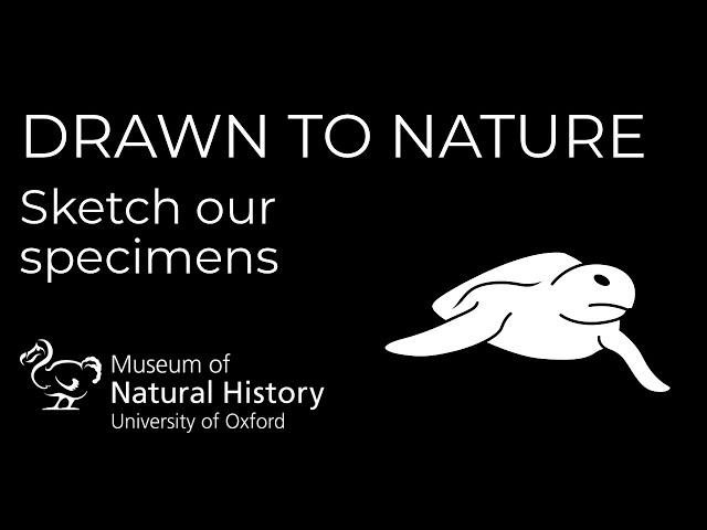 Drawn to Nature: Conservation