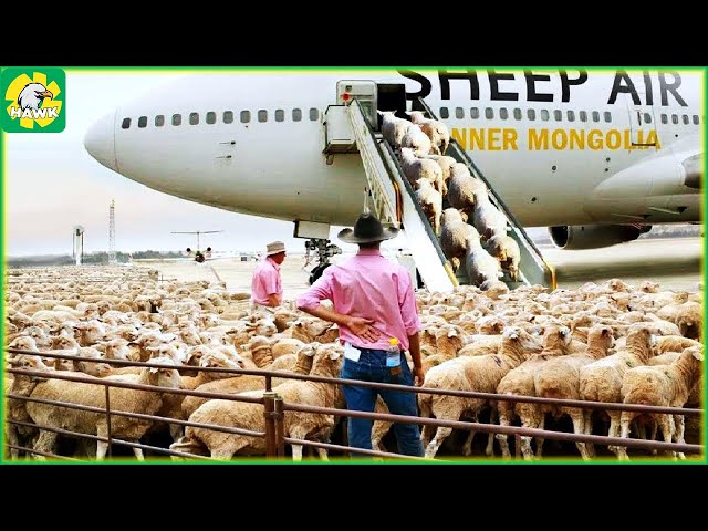 Sheep Farming 🐑 How To Export Millions Of Sheep, Pig, Cows