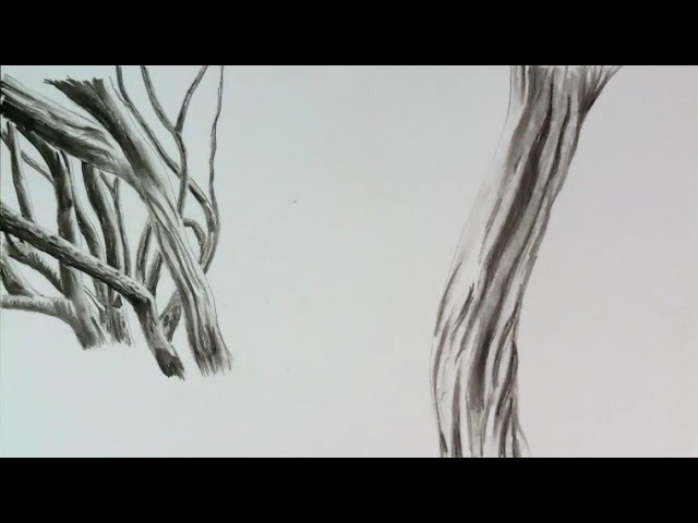 Snow gum trees drawing by pencil / Part -1 /