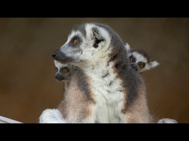 Playful Twin Ring-Tailed Lemur Pups