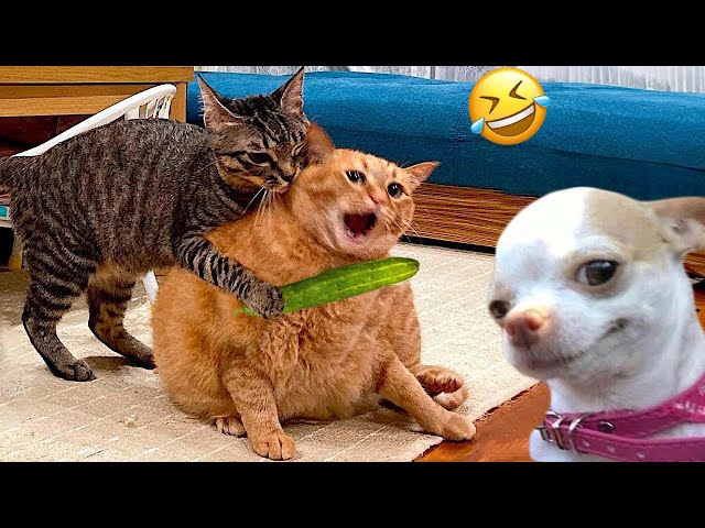 Funniest Cats And Dogs Videos 😁 - Best Funny Animal Videos 2024 🥰#7