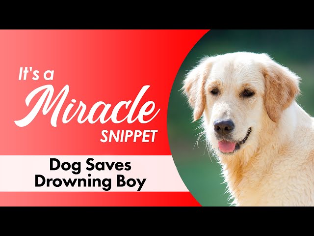 Dog Saves Drowning Boy - It's a Miracle Snippet