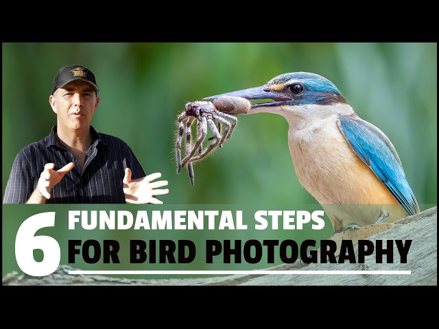 SIX FUNDAMENTAL steps to take HIGH QUALITY bird photographs.