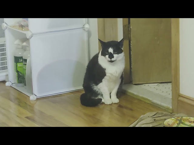 Oreo the cat stares me down