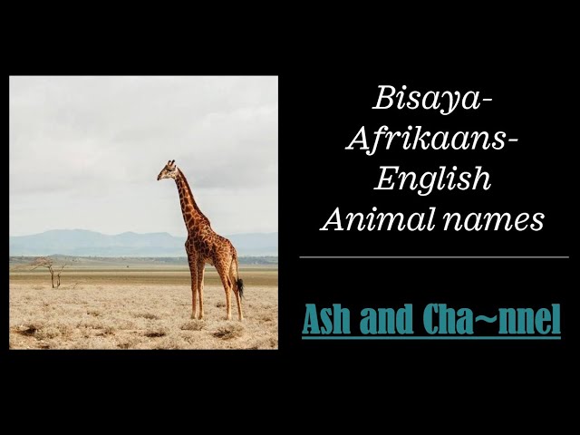 Animals: Basic Names Across Languages! Bisaya / Afrikaans and English