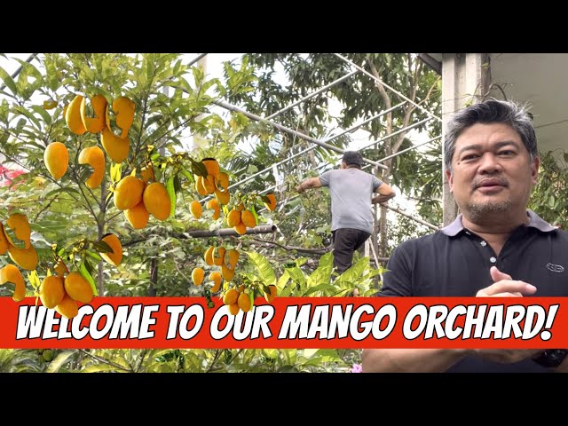 WELCOME TO OUR MANGO ORCHARD!