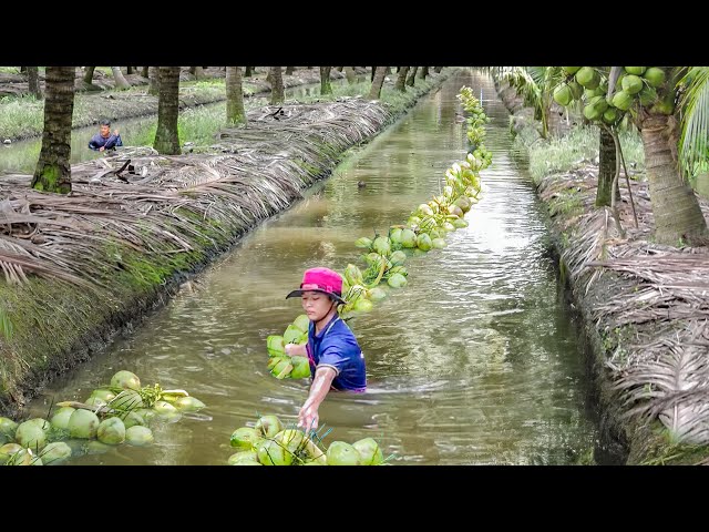 How Thai Farmers Harvest Millions of Tons of Fresh Coconut Every Year