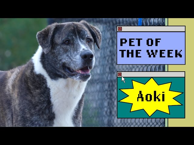 Pet of the Week - Aoki