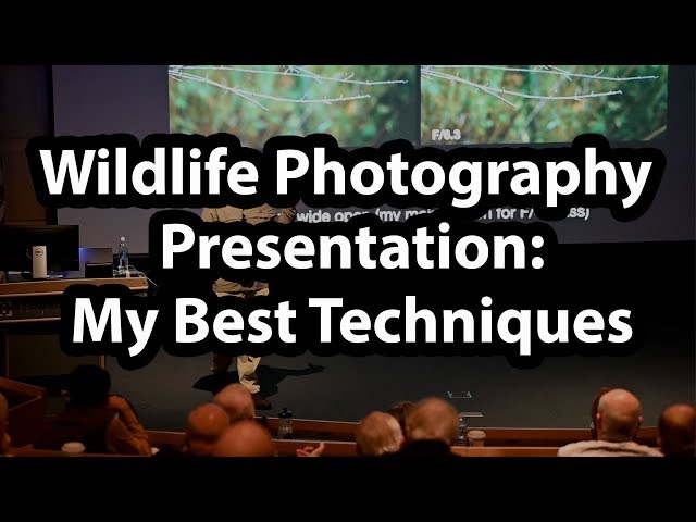 Wildlife Photography Presentation - Best Techniques