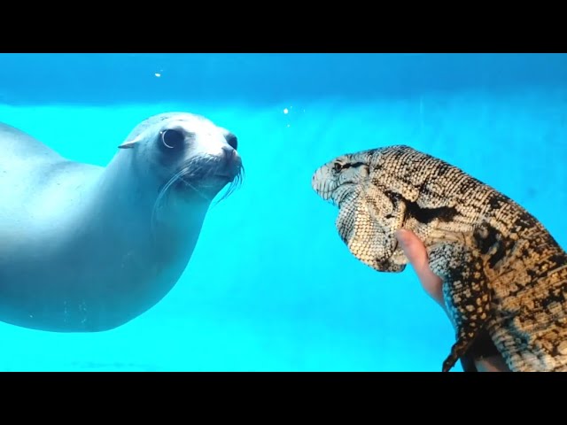 Seal Sees A Lizard For The First Time