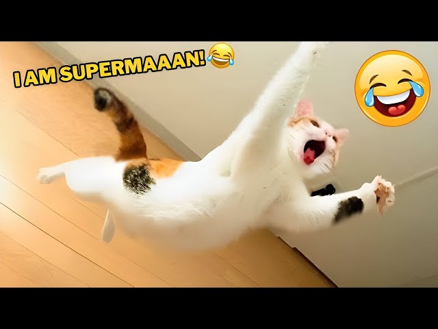 2 Hours Of Funniest Dogs & Cats Videos 😂 Hilarious Animals 2024🐾