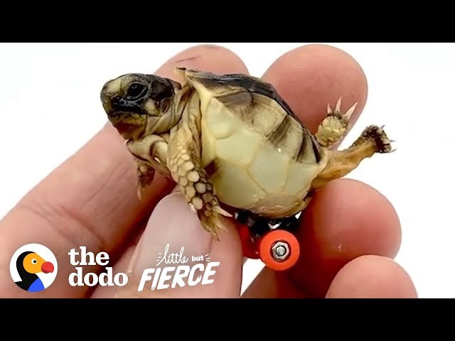 Guy Gets His Tiny, Deformed Tortoise Wheels To Help Him Walk | The Dodo Little But Fierce