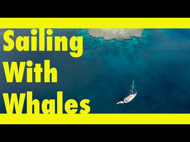 AMAZING encounter with BABY WHALE (Learning By Doing Ep189)