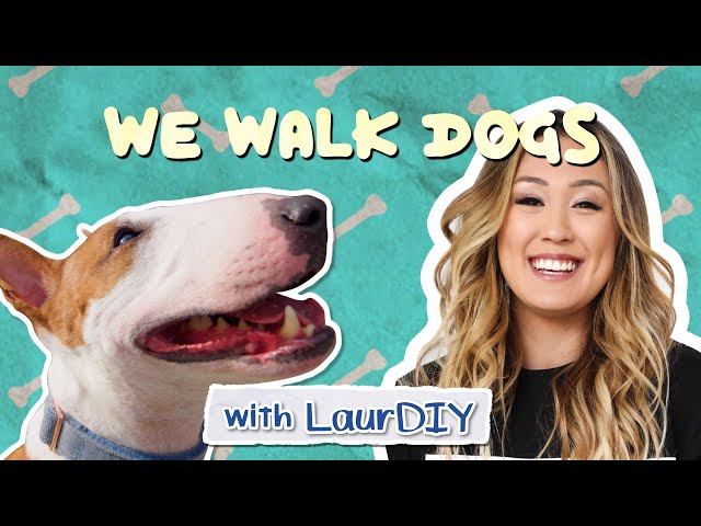 LaurDIY Has A Hilarious Mini Bull Terrier | WeWalkDogs