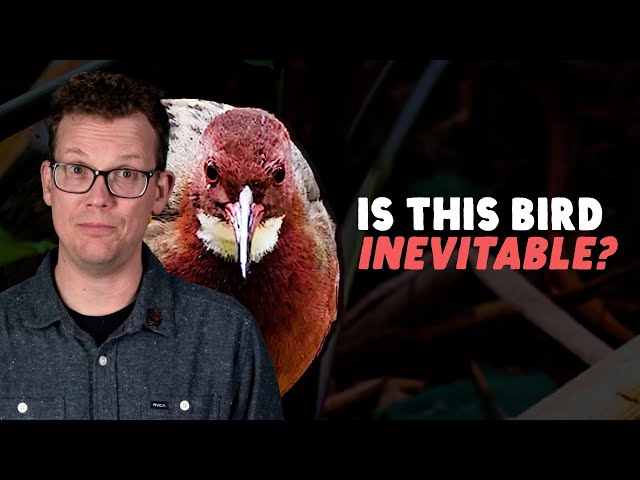 Did This Bird Really Re-Evolve?
