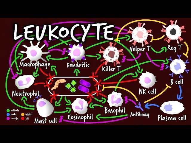 Leukocyte (BTS Dynamite Parody) | A Capella Science: Immunology I