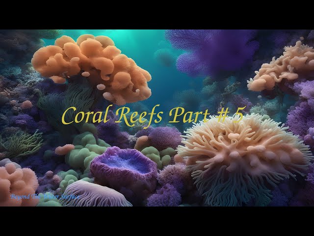 Coral Reefs Part # 5