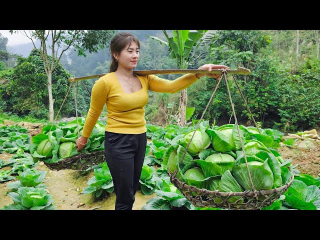 Harvesting Big Cabbage Goes To Market Sell - Cook food for pigs - Take Care  Animals | Nhất New Life