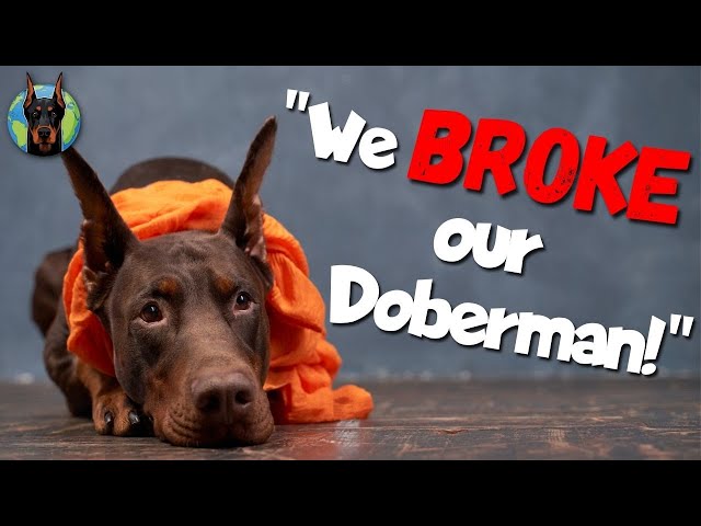 Don't RUIN Your Doberman by Going on Vacation! (Do This Instead)