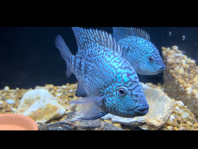 Carpintis Cichlid  Escondido The Blue Nuggets Are some Amazing Fish