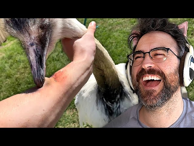 How To Survive A Rhea Attack (Bad Boy Kevin)