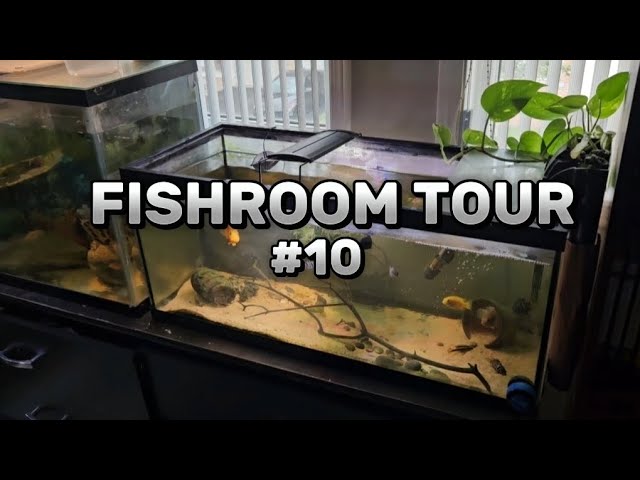 FISHROOM TOUR #10