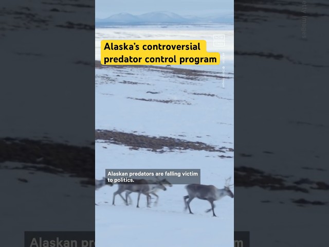Alaska's Controversial Predator Control Program