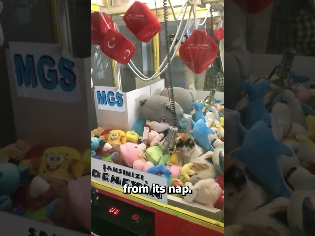 This Cat Is A Prize At A Claw Machine