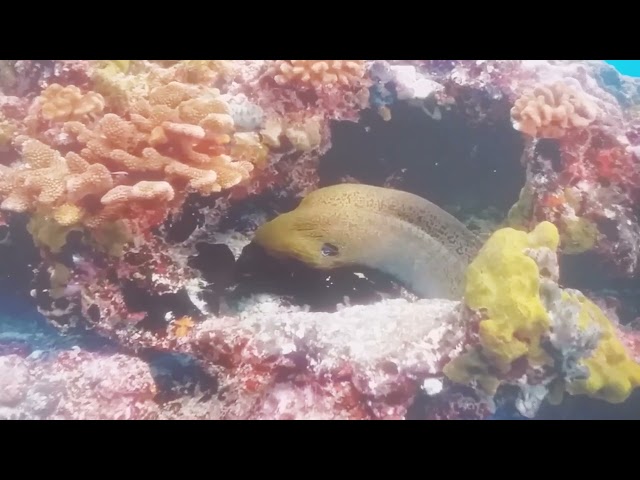 Новий 11 HR Приголомшливе підводне відео 4К - рідкісне барвисте відео про морське життя # 123