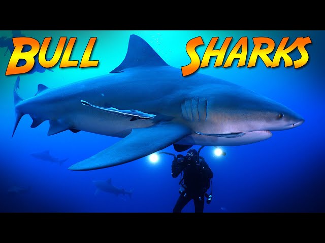 Surrounded by Bull Sharks! (3 miles from land!)