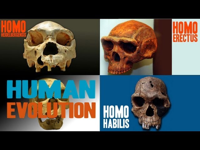 Facts about Human Evolution