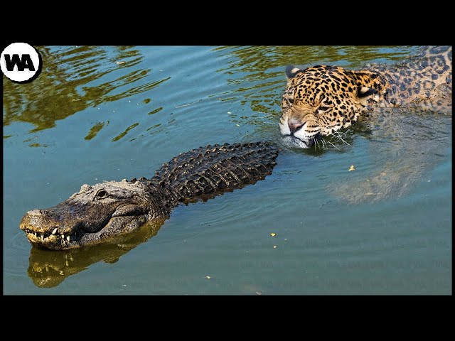This Is Why Crocodiles Hate Jaguars
