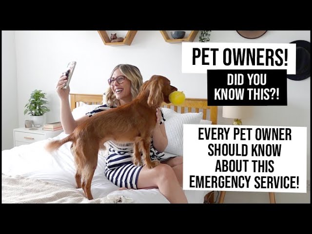PET OWNERS, DID YOU KNOW THIS? See a vet in minutes - Vets Now online emergency vet consults | AD