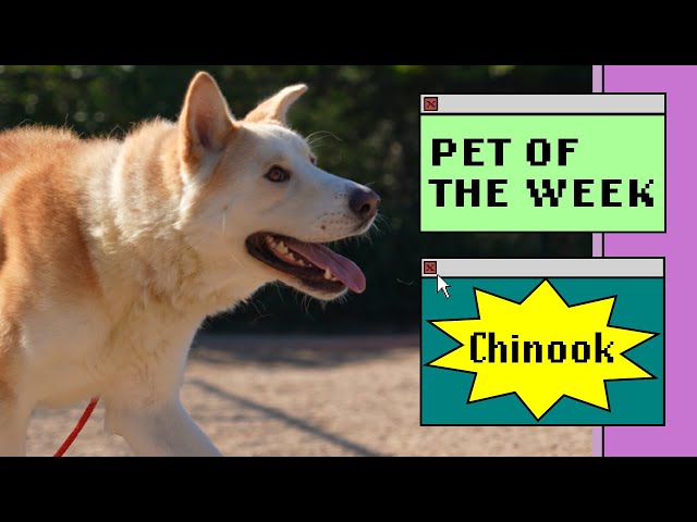Pet of the Week - Chinook