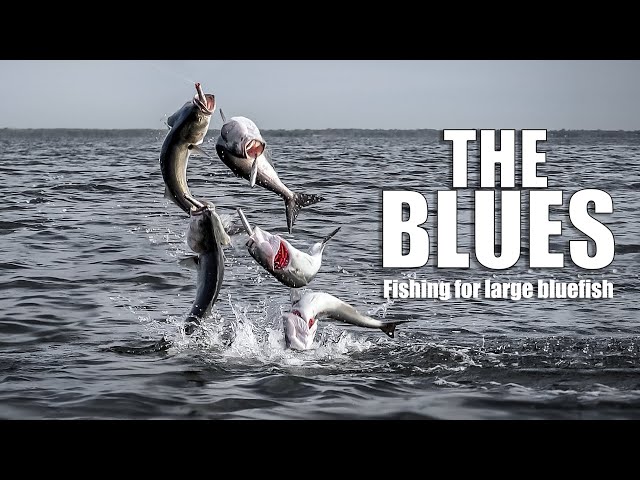 The Blues - Fishing for early spring large bluefish, New York (fly fishing film)