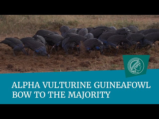 Alpha vulturine guineafowl bow to the majority