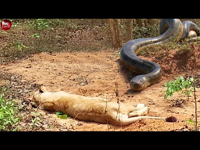 Lion Got a Bite - Final Battle of Python vs Lions and Another Wild Animal