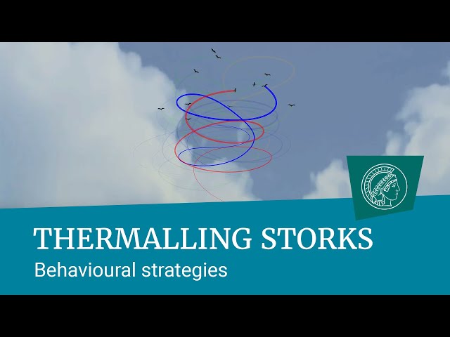 Behavioural strategies of storks while thermalling